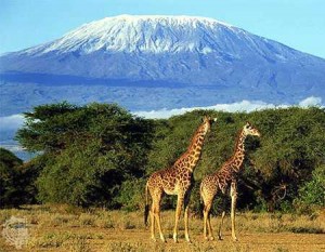 kilimanjaro -www.shirazjavanclub.com